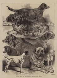 Prize Dogs at the Crystal Palace Dog Show